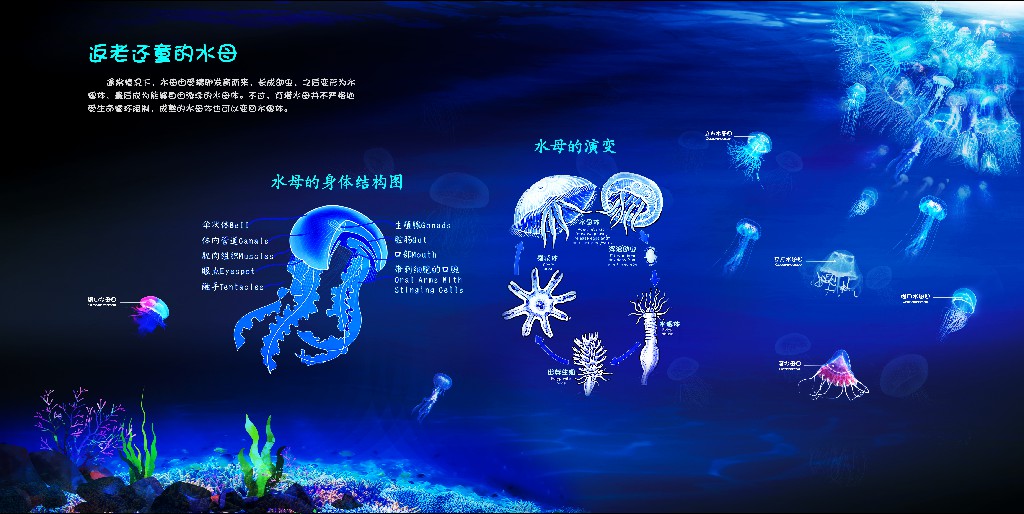 桂林融創(chuàng)-海洋科普 (熒光畫設(shè)計(jì))